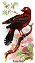 amadavat - red Asian weaverbirds often kept as cage birds
