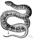 Natrix sipedon - in some classifications placed in the genus Nerodia
