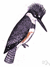 belted kingfisher - greyish-blue North American kingfisher with a chestnut band on its chest
