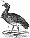 horned screamer - screamer having a hornlike process projecting from the forehead