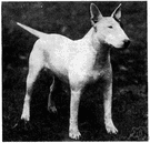bull terrier - a powerful short-haired terrier originated in England by crossing the bulldog with terriers
