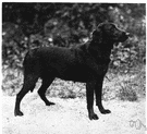 Labrador retriever - breed originally from Labrador having a short black or golden-brown coat