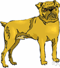 bulldog - a sturdy thickset short-haired breed with a large head and strong undershot lower jaw