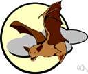serotine - common brown bat of Europe