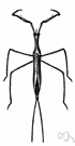 Ranatra - elongate very slender water scorpions