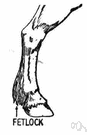 fetlock joint - the joint between the cannon bone and the pastern