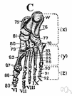 os sesamoideum - any of several small round bones formed in a tendon where it passes over a joint