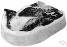 porterhouse - large steak from the thick end of the short loin containing a T-shaped bone and large piece of tenderloin