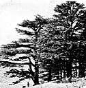 Atlas cedar - tall Algerian evergreen of Atlas mountains with blue-green leaves