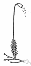 sporophyte - the spore-producing individual or phase in the life cycle of a plant having alternation of generations