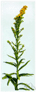 seaside goldenrod - vigorous showy goldenrod common along eastern coast and Gulf Coast of North America