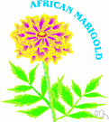African marigold - a stout branching annual with large yellow to orange flower heads