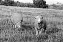 midgrass - any of various grasses of moderate height which covered the undisturbed prairie in the United States