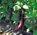 eggplant - hairy upright herb native to southeastern Asia but widely cultivated for its large glossy edible fruit commonly used as a vegetable
