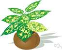 genus Aucuba - hardy evergreen dioecious shrubs and small trees from Japan