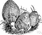 Coprinus - genus of black-spotted agarics in which the cap breaks down at maturity into an inky fluid