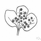Melampsora - rusts having sessile one-celled teliospores in a single layer