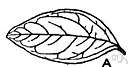 veinal - relating to the veins of plants
