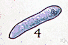 gregarine - vermiform protozoans parasitic in insects and other invertebrates