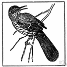 genus Toxostoma - thrashers