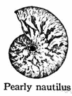 pearly nautilus - cephalopod of the Indian and Pacific oceans having a spiral shell with pale pearly partitions pearly nautilus - cephalopod of the Indian and Pacific oceans having a spiral shell with pale pearly partitions