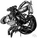 seed shrimp - tiny marine and freshwater crustaceans with a shrimp-like body enclosed in a bivalve shell