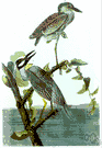 Nyctanassa - American night herons