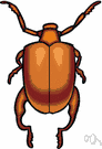 family Chrysomelidae - leaf beetles