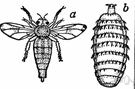 Gasterophilus intestinalis - parasitic chiefly on horses
