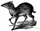Tragulus Javanicus - chevrotain somewhat larger than the kanchil