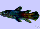 Latimeria chalumnae - fish thought to have been extinct since the Cretaceous period but found in 1938 off the coast of Africa