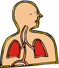 respiratory system - the system for taking in oxygen and giving off carbon dioxide