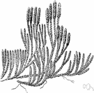 moss family - a family of mosses