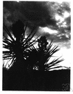 Spanish dagger - yucca of southeastern United States similar to the Spanish bayonets but with shorter trunk and smoother leaves