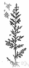 Galium verum - common yellow-flowered perennial bedstraw