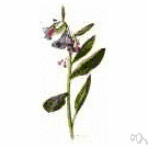 Virginia bluebell - smooth erect herb of eastern North America having entire leaves and showy blue flowers that are pink in bud