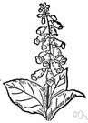 Digitalis purpurea - tall leafy European biennial or perennial having spectacular clusters of large tubular pink-purple flowers