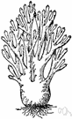 coral fungus - any of numerous fungi of the family Clavariaceae often brightly colored that grow in often intricately branched clusters like coral