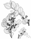 Rhamnus - type genus of the Rhamnaceae: buckthorns