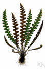 scale fern - small European fern with chaffy leathery fronds