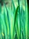 Monocotyledonous - (of a flowering plant) having a single cotyledon in the seed as in grasses and lilies