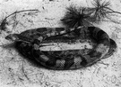genus Pituophis - bull snakes