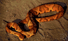 copperhead - common coppery brown pit viper of upland eastern United States