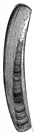Ensis - razor clams