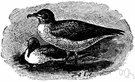 Puffinus - shearwaters