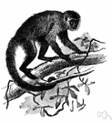 Cebus - type genus of the Cebidae
