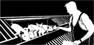 pig farm - a farm where pigs are raised or kept