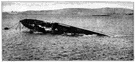 torpedo-boat destroyer - small destroyer that was the forerunner of modern destroyers