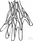 arteria digitalis - arteries in the hand and foot that supply the fingers and toes