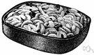 macaroni and cheese - macaroni prepared in a cheese sauce